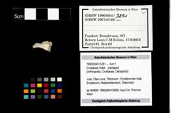 Foto (Objekt + Etikett) von Crustacea indet.  (NHMW-GEO-1990-0041-3291)